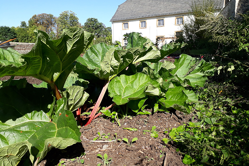 Gemeinsam gärtnern…